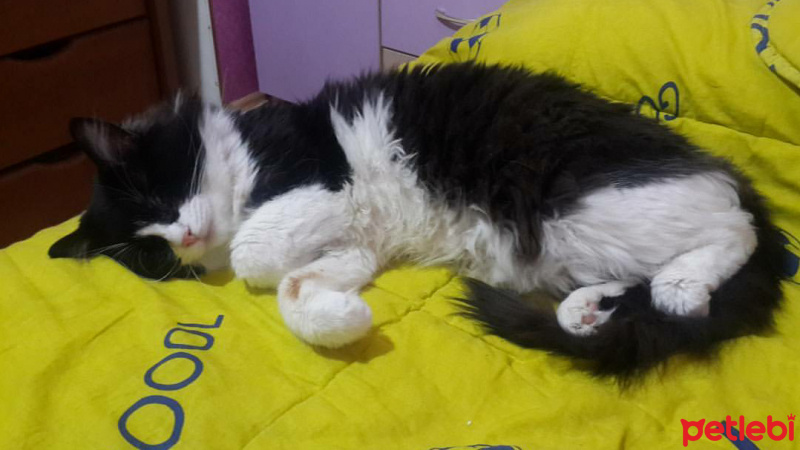Tekir Kedi, Kedi  zeytin fotoğrafı