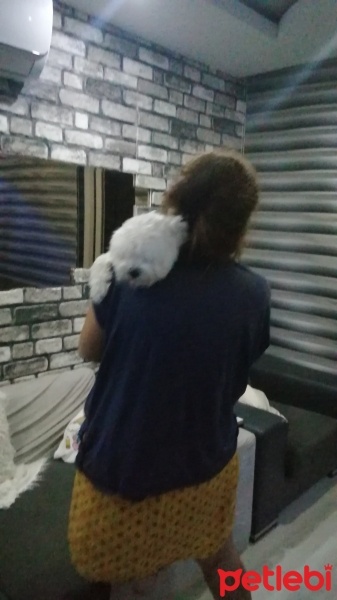 Maltese, Köpek  Pixi fotoğrafı