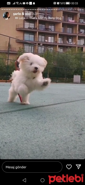Maltese, Köpek  Pixi fotoğrafı
