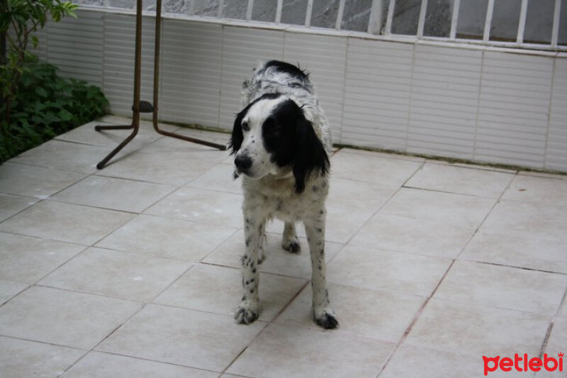 İngiliz Setter, Köpek  Angel fotoğrafı