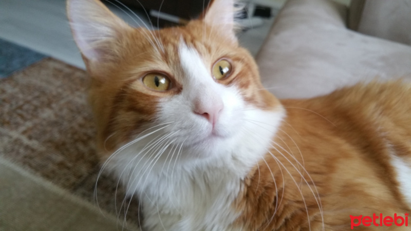 Tekir Kedi, Kedi  Limon fotoğrafı