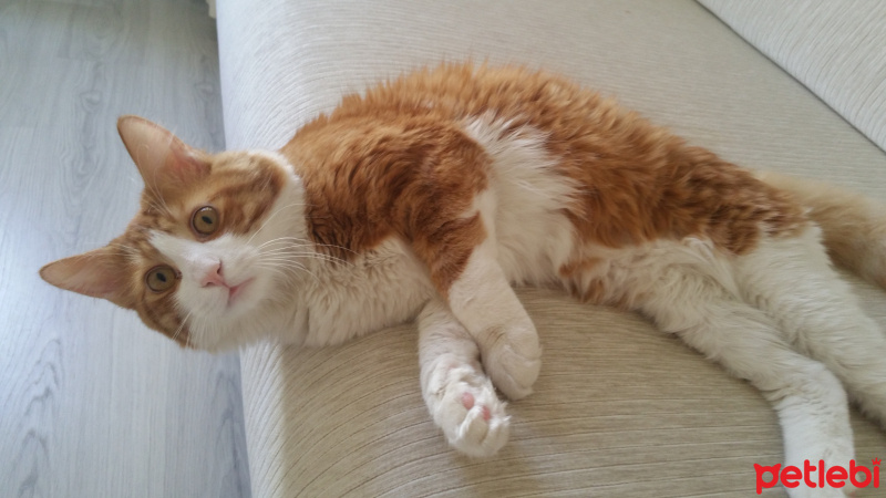 Tekir Kedi, Kedi  Limon fotoğrafı