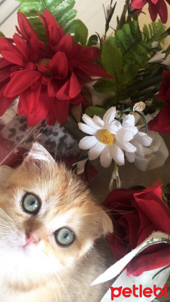 Scottish Fold, Kedi  Venüs fotoğrafı