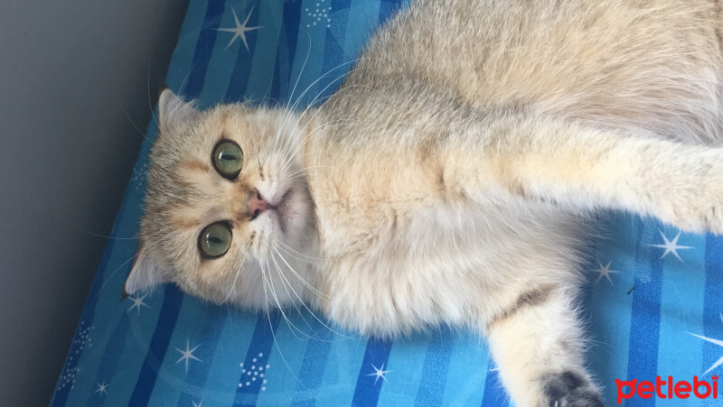 Scottish Fold, Kedi  Venüs fotoğrafı