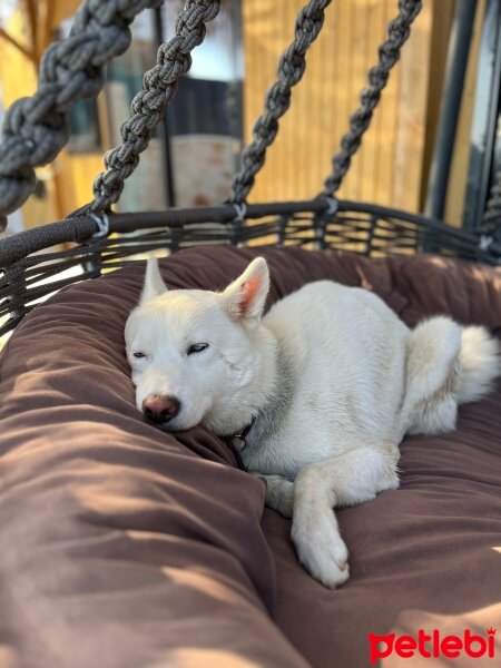 Sibirya Kurdu (Husky), Köpek  Odin fotoğrafı