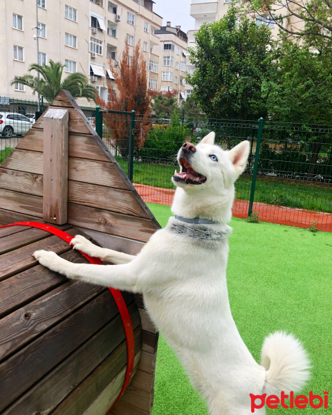 Sibirya Kurdu (Husky), Köpek  Odin fotoğrafı