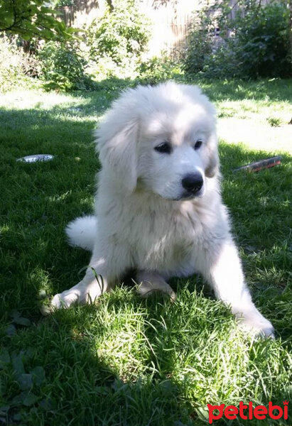 Slovak Tchouvatch, Köpek  Tohum fotoğrafı