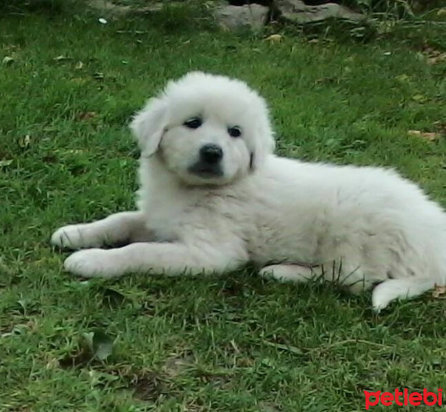 Slovak Tchouvatch, Köpek  Tohum fotoğrafı