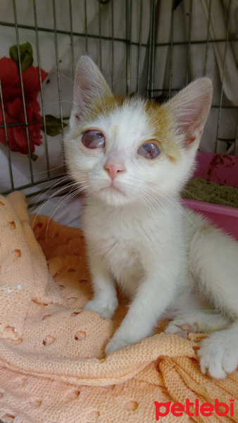 Tekir Kedi, Kedi  Fiko fotoğrafı