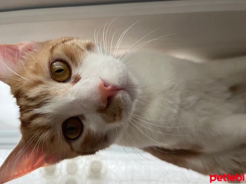 Tekir Kedi, Kedi  Tarçın fotoğrafı