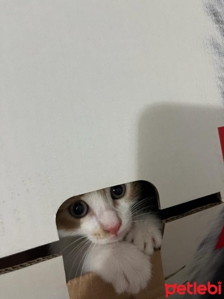 Tekir Kedi, Kedi  Tarçın fotoğrafı
