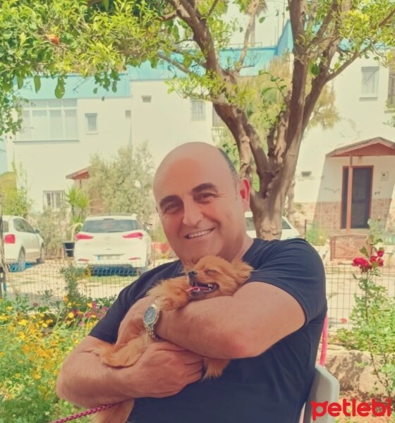 Pomeranyalı, Köpek  Mia fotoğrafı