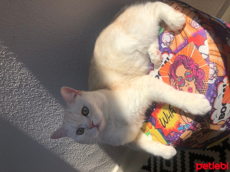 British Shorthair, Kedi  LOKUM fotoğrafı