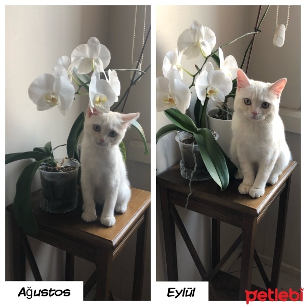 British Shorthair, Kedi  LOKUM fotoğrafı