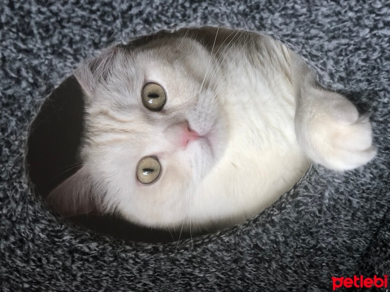 British Shorthair, Kedi  LOKUM fotoğrafı