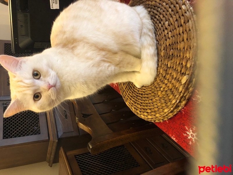 British Shorthair, Kedi  LOKUM fotoğrafı