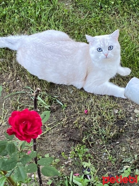 British Shorthair, Kedi  Pamuk fotoğrafı