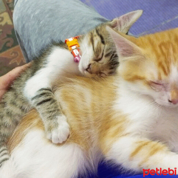 Tekir Kedi, Kedi  Mia & leo fotoğrafı