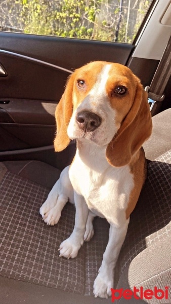 Beagle, Köpek  MAYA fotoğrafı