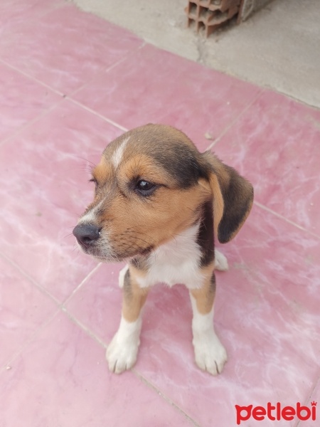 Beagle, Köpek  Isimsiz fotoğrafı