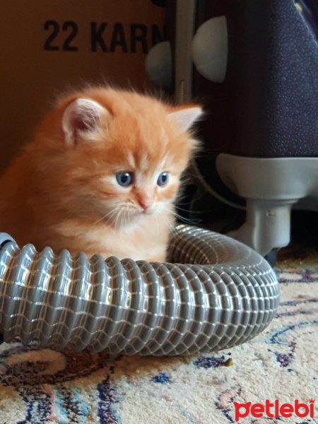 Chinchilla, Kedi  Gofret fotoğrafı