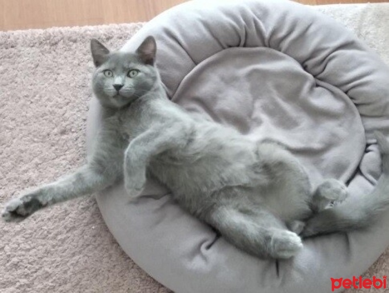 Mavi Rus, Kedi  Sherloczek fotoğrafı