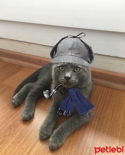 Mavi Rus, Kedi  Sherloczek fotoğrafı