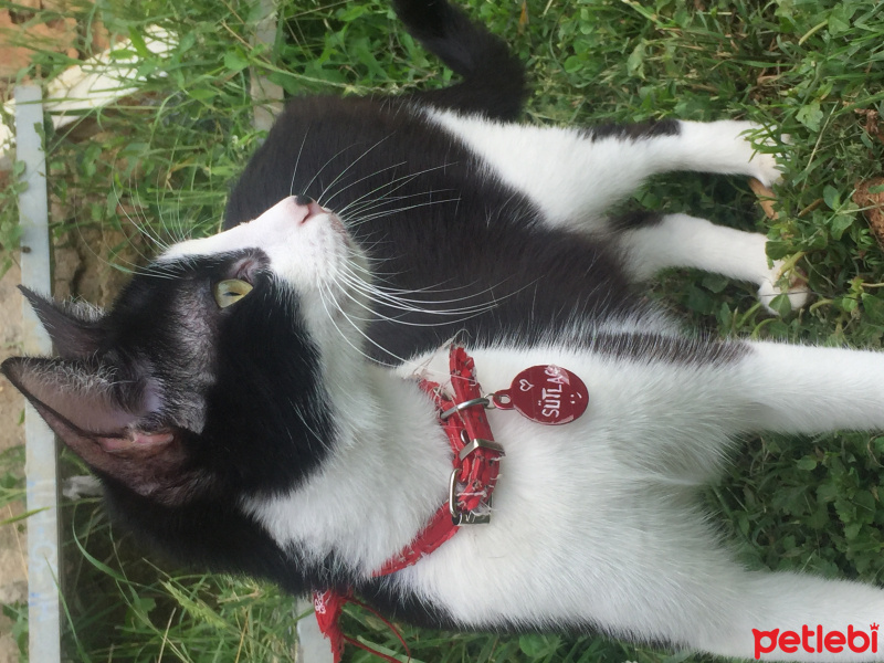 Tuxedo (Smokin) Kedi, Kedi  SÜTLAÇ fotoğrafı