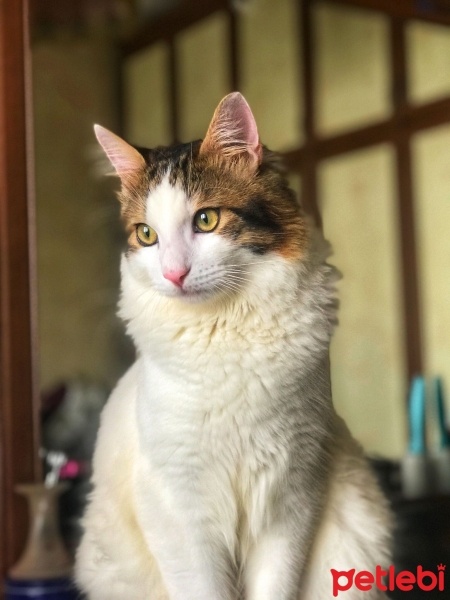 Tekir Kedi, Kedi  PAMUK fotoğrafı