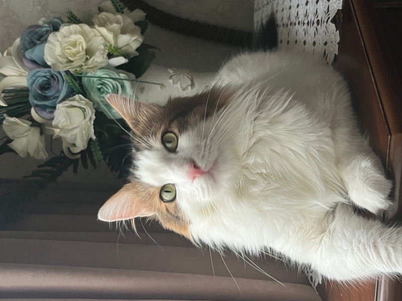 Tekir Kedi, Kedi  PAMUK fotoğrafı