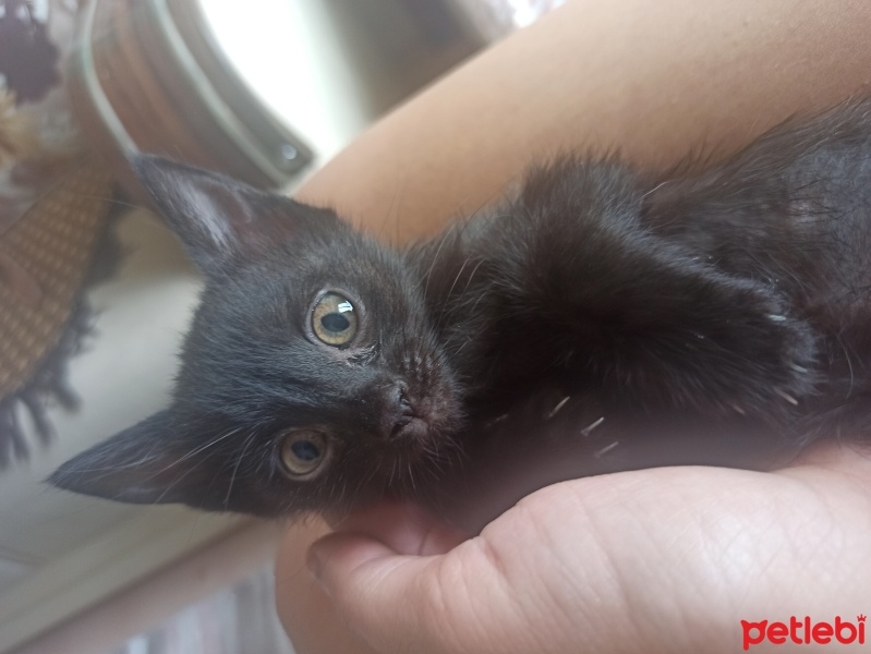 Tekir Kedi, Kedi  Gece fotoğrafı