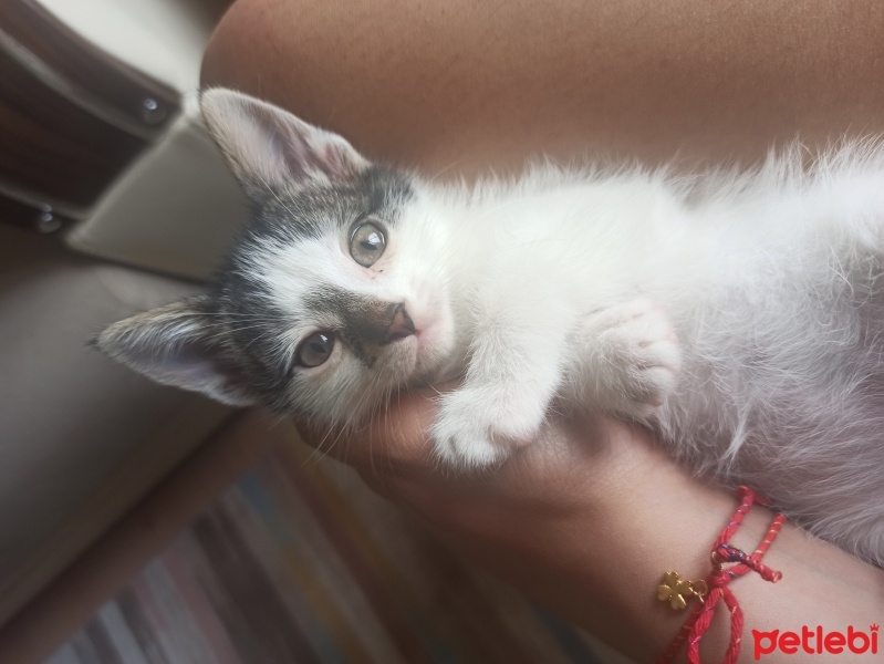 Tekir Kedi, Kedi  Gece fotoğrafı