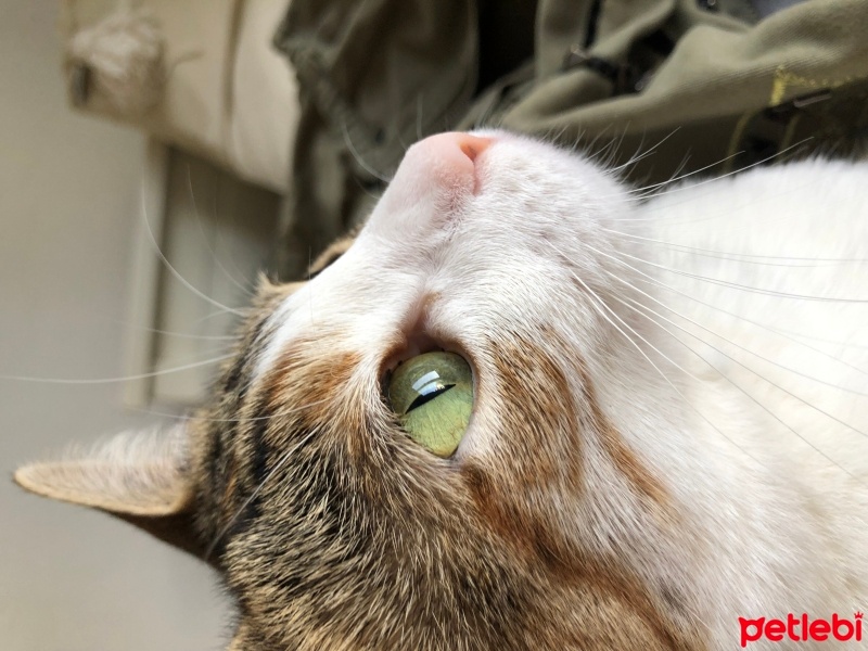 Tekir Kedi, Kedi  Luna fotoğrafı