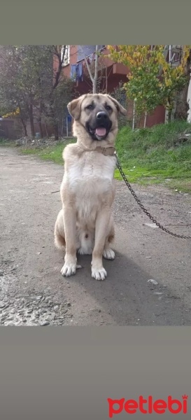 Kangal, Köpek  Bozok fotoğrafı