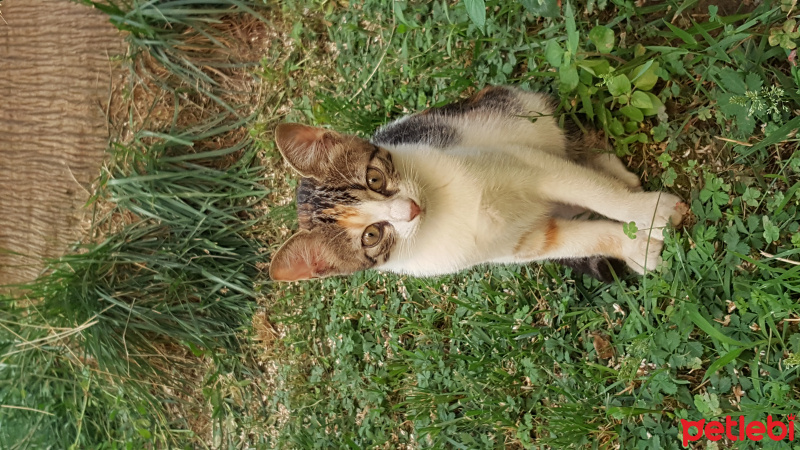 Tekir Kedi, Kedi  Pamuk fotoğrafı