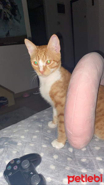Tekir Kedi, Kedi  Kamil fotoğrafı