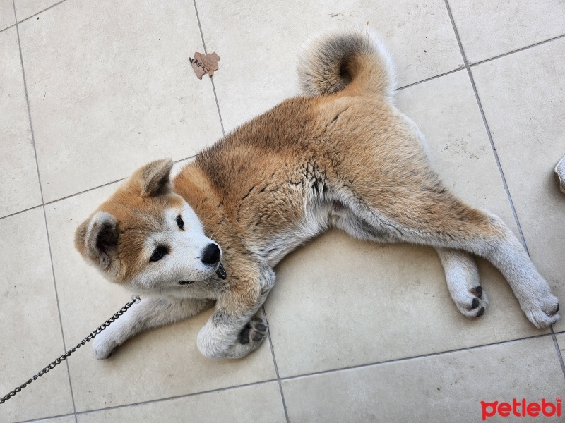 Akita İnu, Köpek  Pablo fotoğrafı