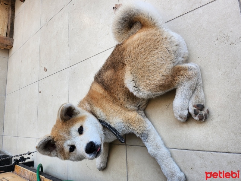 Akita İnu, Köpek  Pablo fotoğrafı