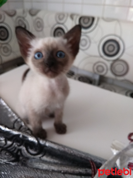 Siyam Kedisi, Kedi  Poncik fotoğrafı