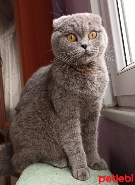 Scottish Fold, Kedi  Suzi fotoğrafı