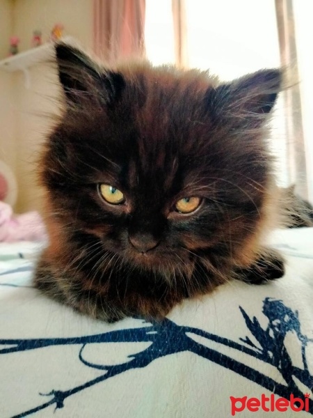 British Longhair, Kedi  Zuzu fotoğrafı