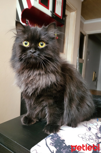 British Longhair, Kedi  Zuzu fotoğrafı