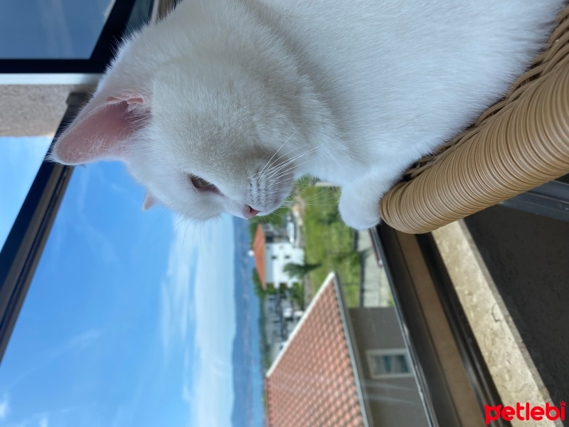 Ankara Kedisi, Kedi  miniş fotoğrafı