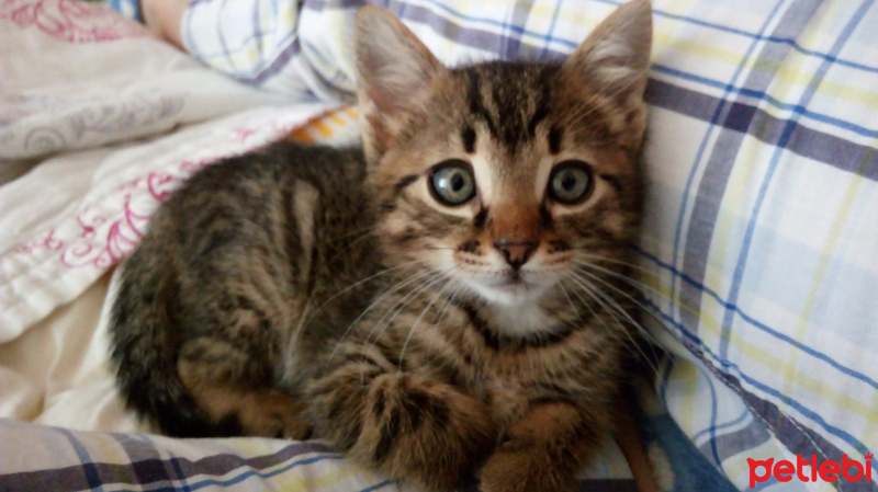 Tekir Kedi, Kedi  Piko fotoğrafı