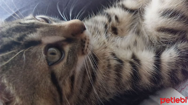 Tekir Kedi, Kedi  Piko fotoğrafı
