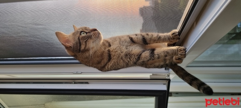 Tekir Kedi, Kedi  Suşi fotoğrafı