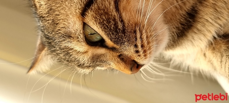 Tekir Kedi, Kedi  Suşi fotoğrafı