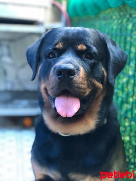 Rottweiler, Köpek  CASPER fotoğrafı