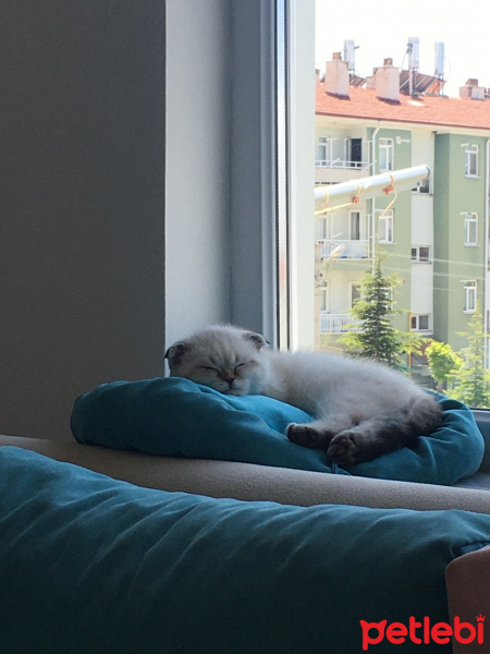 Scottish Fold, Kedi  Sütlaç fotoğrafı