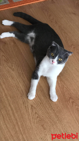 Scottish Fold, Kedi  Moe fotoğrafı